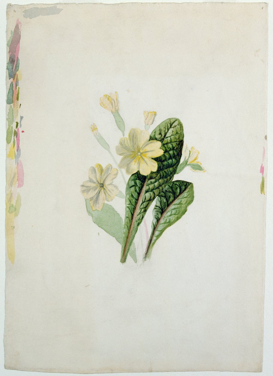 Bir çuha çiçeği çalışması, c.1830 (kağıt üzerinde wc) by Charlotte Bronte