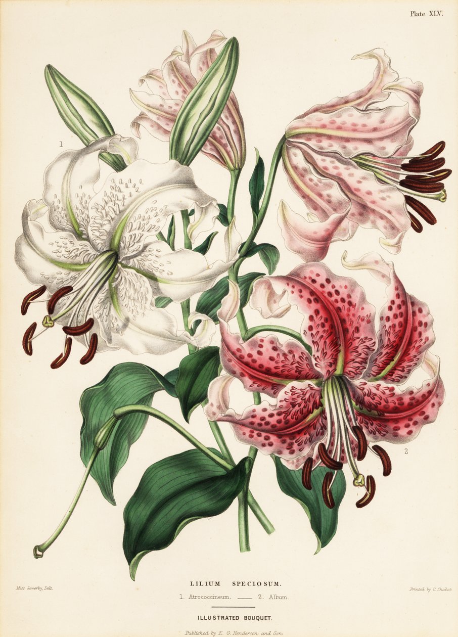 Japon zambak çeşitleri, Lilium specioseum by Charlotte Caroline Sowerby