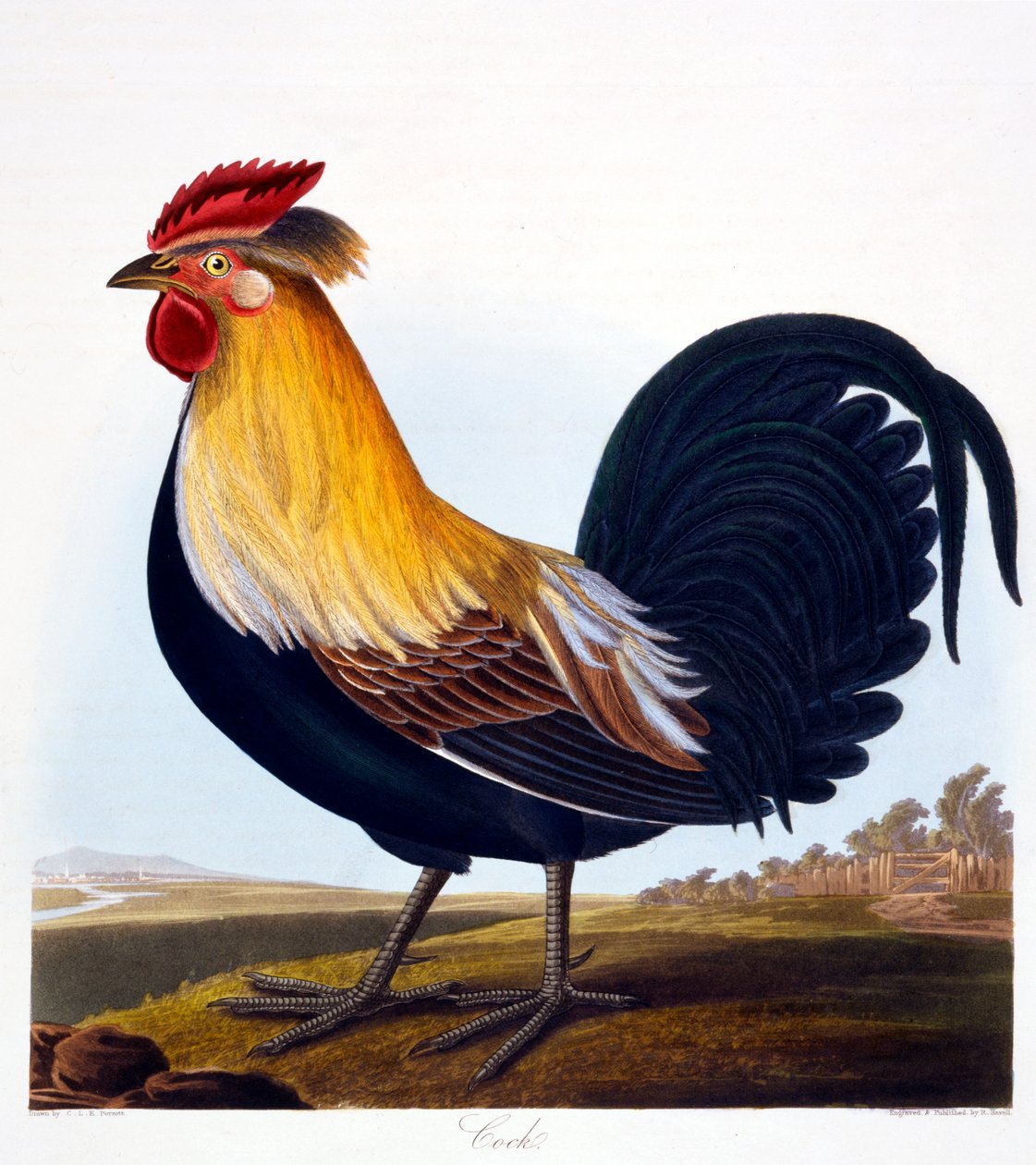 Horoz (Phasianus), Robert Havell, Jr (1793-1878), 1835 tarafından oyulmuş by Charlotte L. E. Perrott