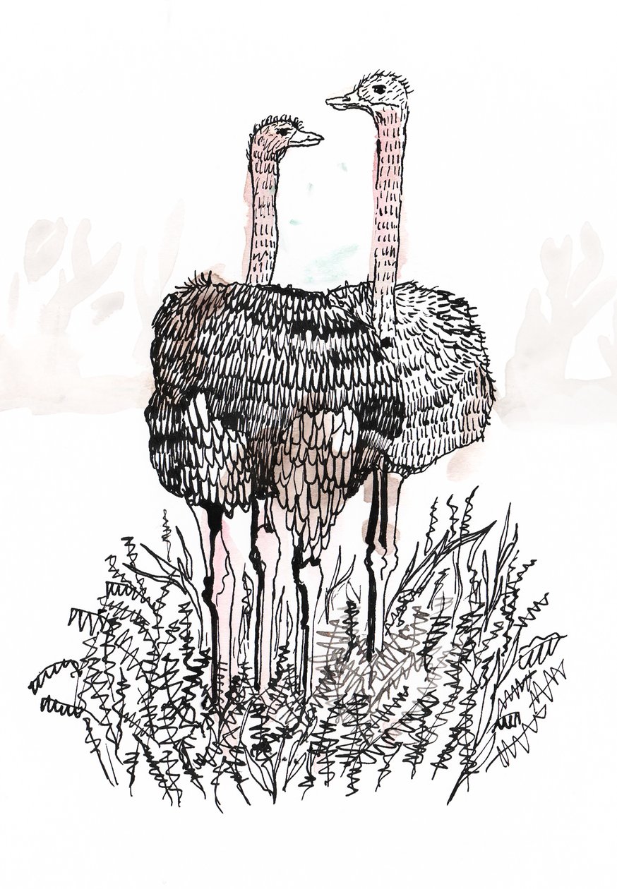 Flamingolar, 2018 (kalem ve mürekkep) by Charlotte Orr