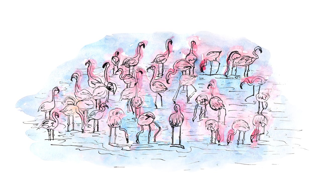 Flamingolar 2, 2018 (mürekkep ve sulu boya) by Charlotte Orr