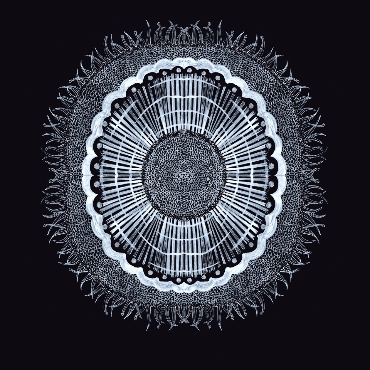Plant Cell 0.2, 2019 (kalem ve mürekkep) by Charlotte Orr
