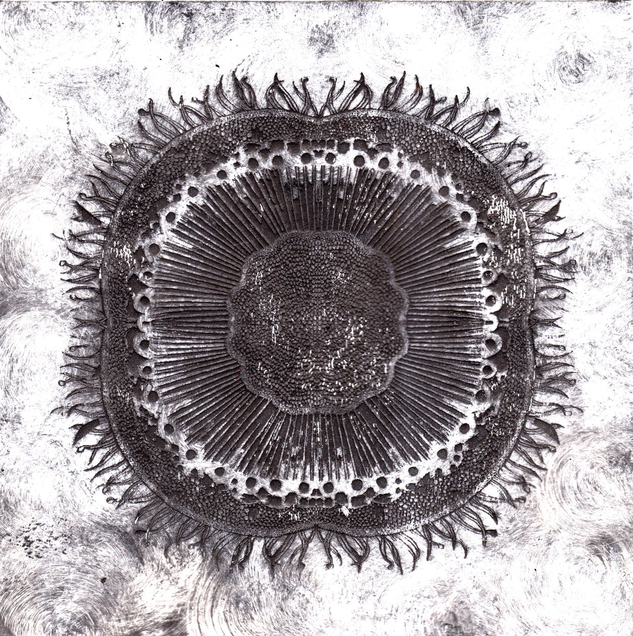 Bitki Hücreleri, 2019 (kuru nokta aşındırma) by Charlotte Orr