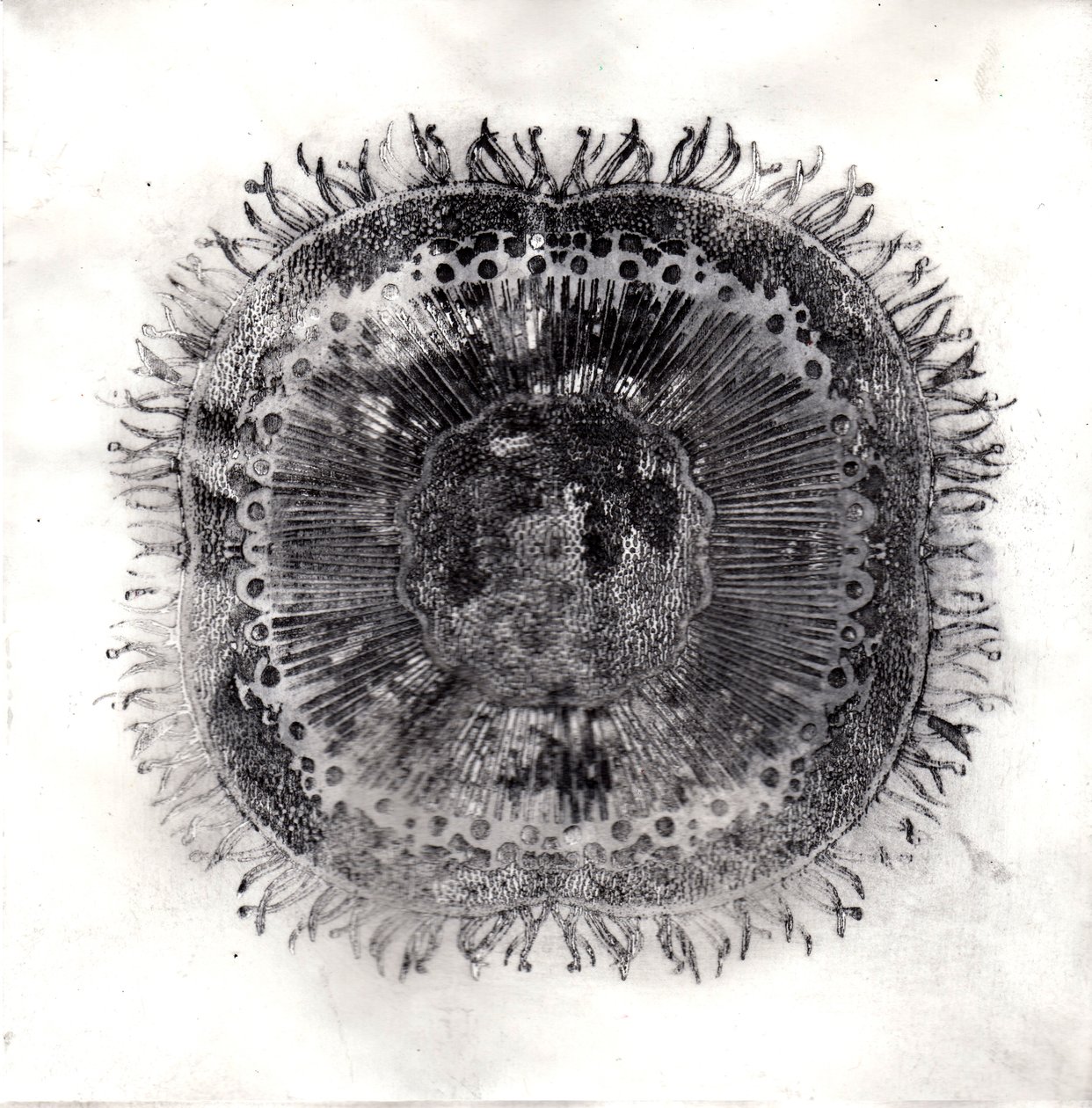 Bitki Hücreleri, 2019 (kuru nokta aşındırma) by Charlotte Orr