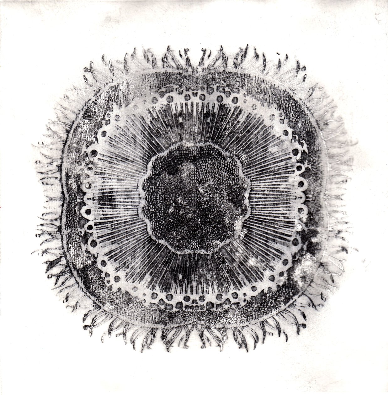 Bitki Hücreleri, 2019 (kuru nokta aşındırma) by Charlotte Orr