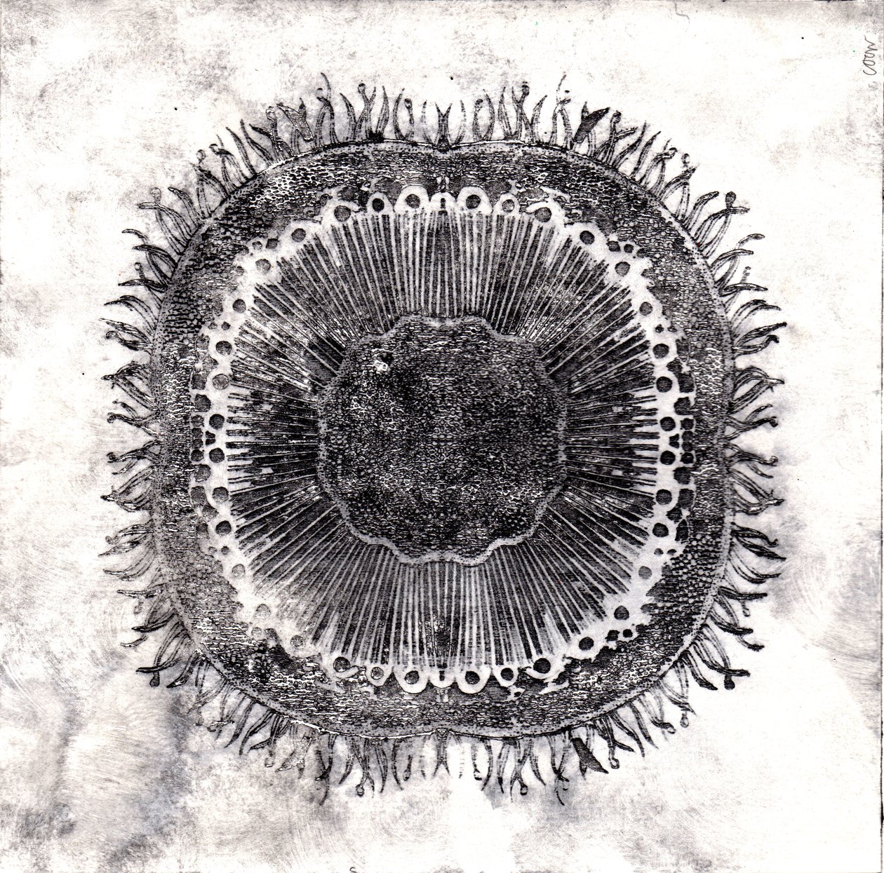 Bitki Hücreleri, 2019 (kuru nokta aşındırma) by Charlotte Orr