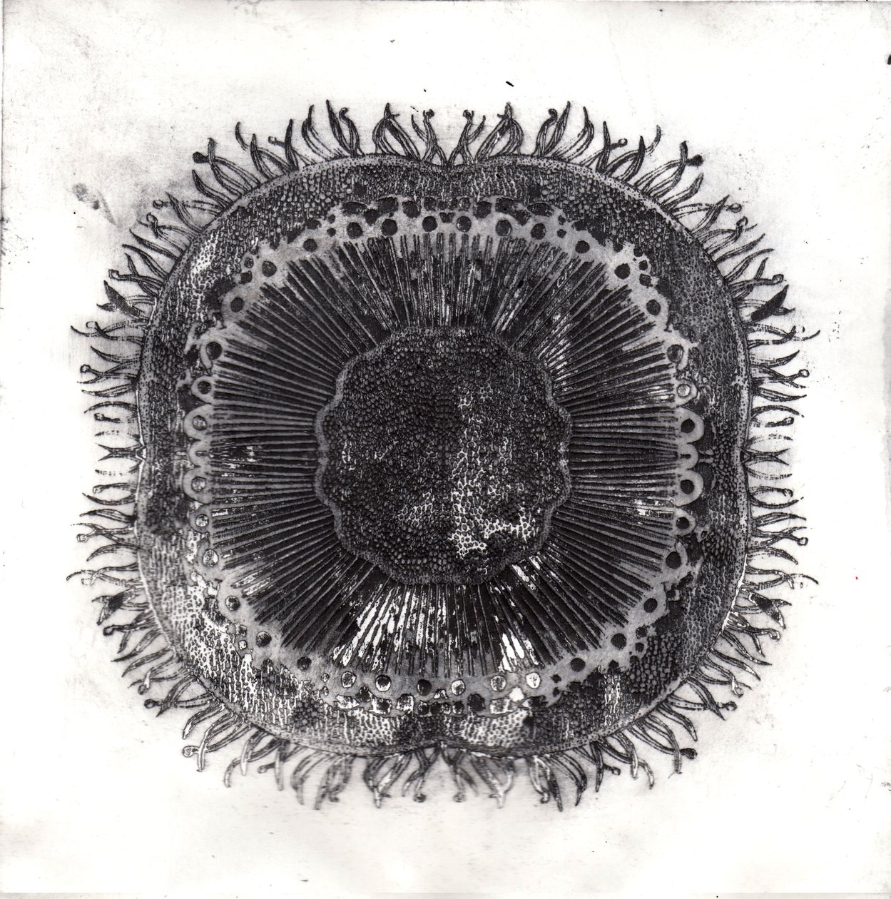 Bitki Hücreleri, 2019 (kuru nokta aşındırma) by Charlotte Orr