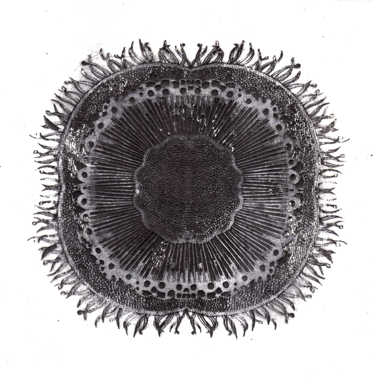 Bitki Hücreleri, 2019 (kuru nokta aşındırma) by Charlotte Orr