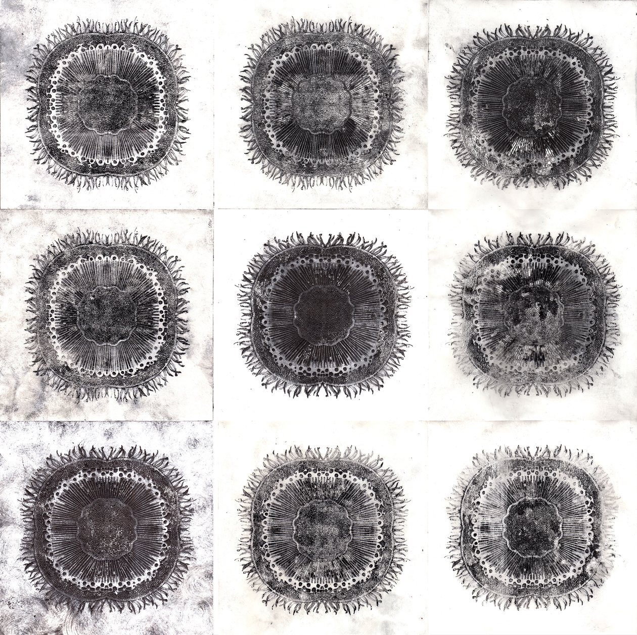Bitki Hücreleri, 2019 (kuru nokta aşındırma) by Charlotte Orr