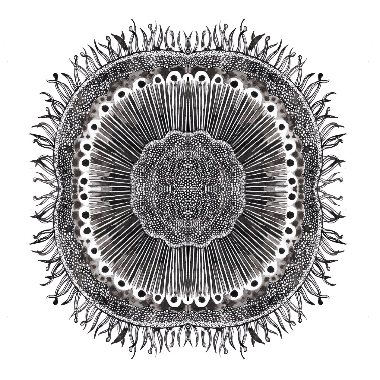 Bitki Hücreleri, 2019 (kalem ve mürekkep) by Charlotte Orr