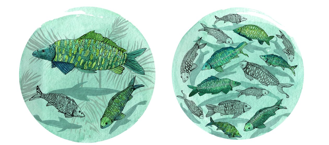 Küçük Balık Büyük Gölet, 2018 (kalem ve mürekkep, suluboya ve dijital) by Charlotte Orr