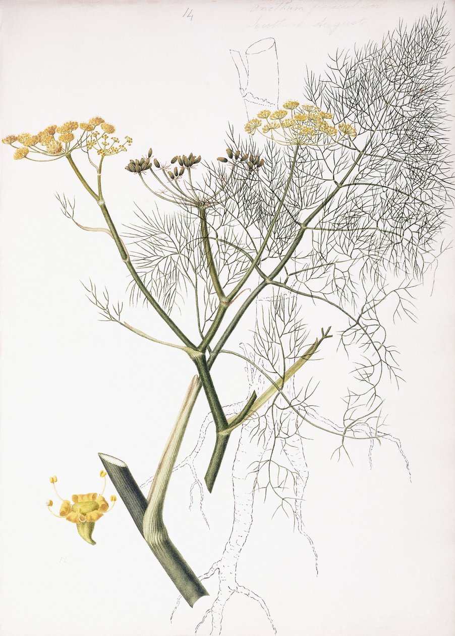 Bir Botanik Çalışması, 1822-1845 by Charlotte Strickland