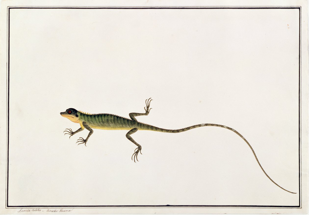 Asya Guanası, Lacerta Calotes, Malacca