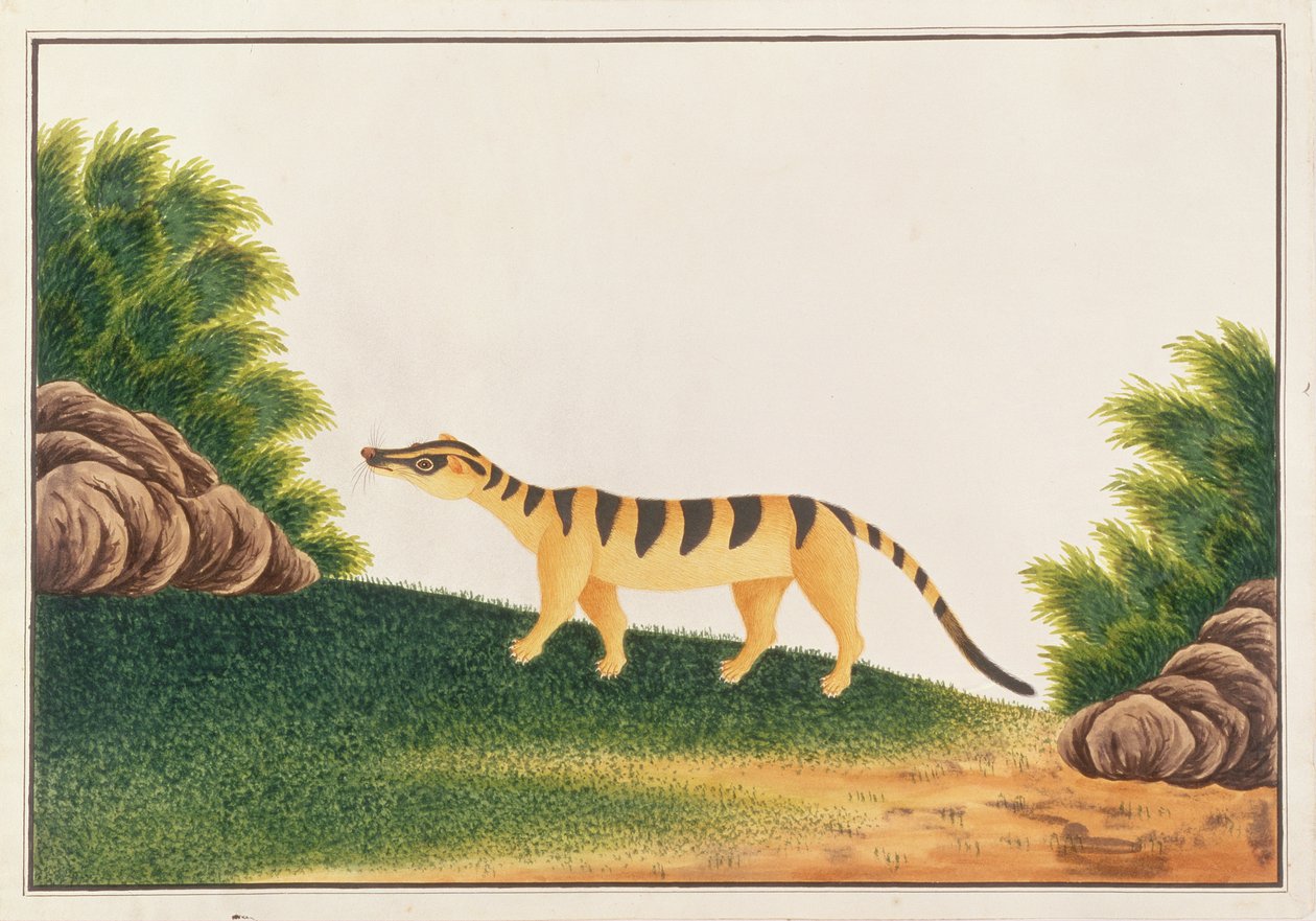 Bantlı Palm Misk Kedisi, Malacca