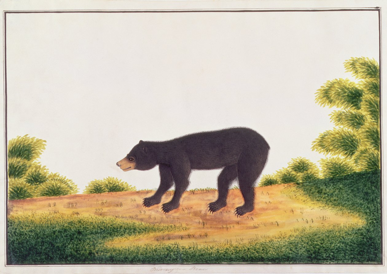 Bear, Broo-ang, Malacca