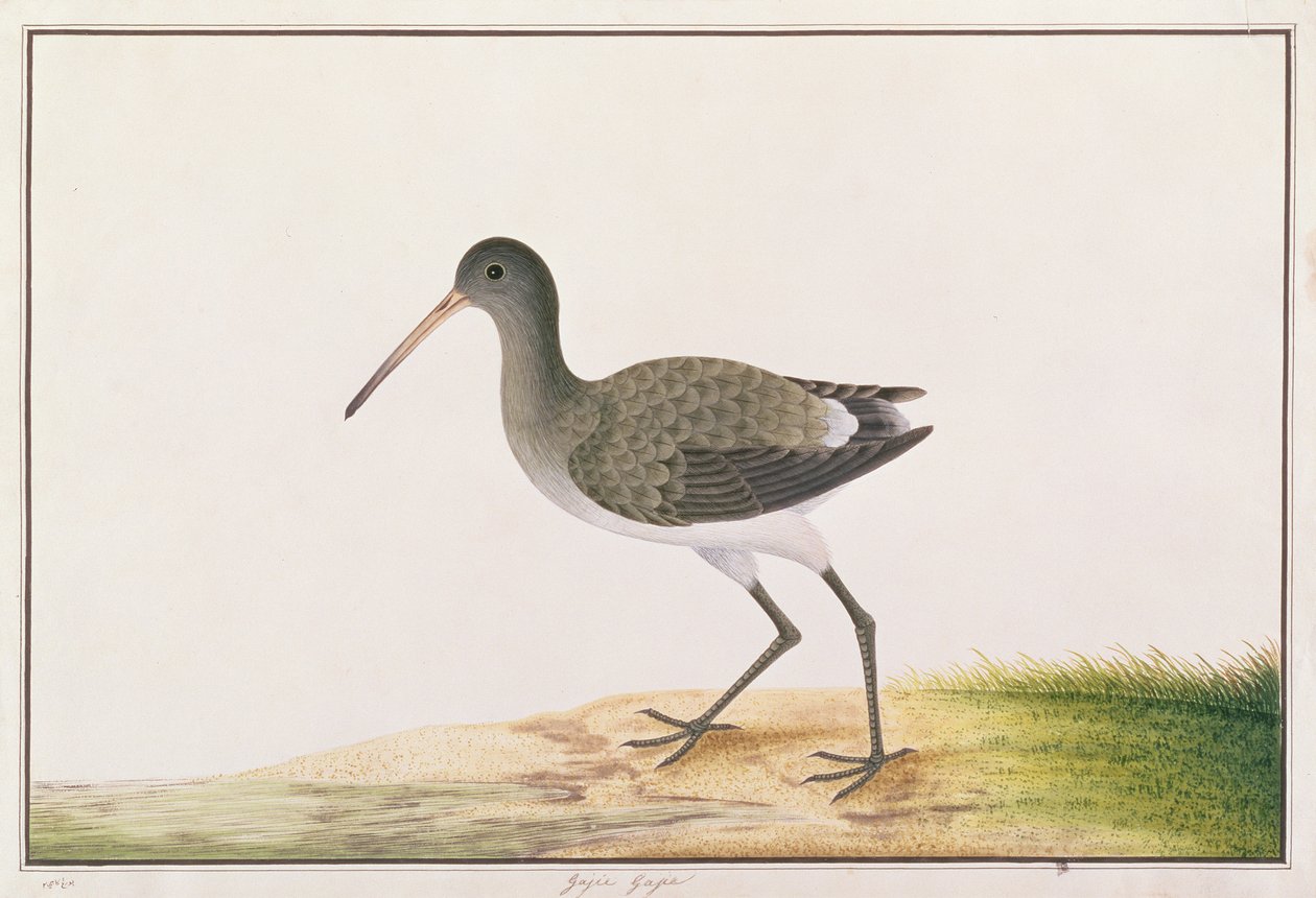 Kara Kuyruklu Godwit, Malacca