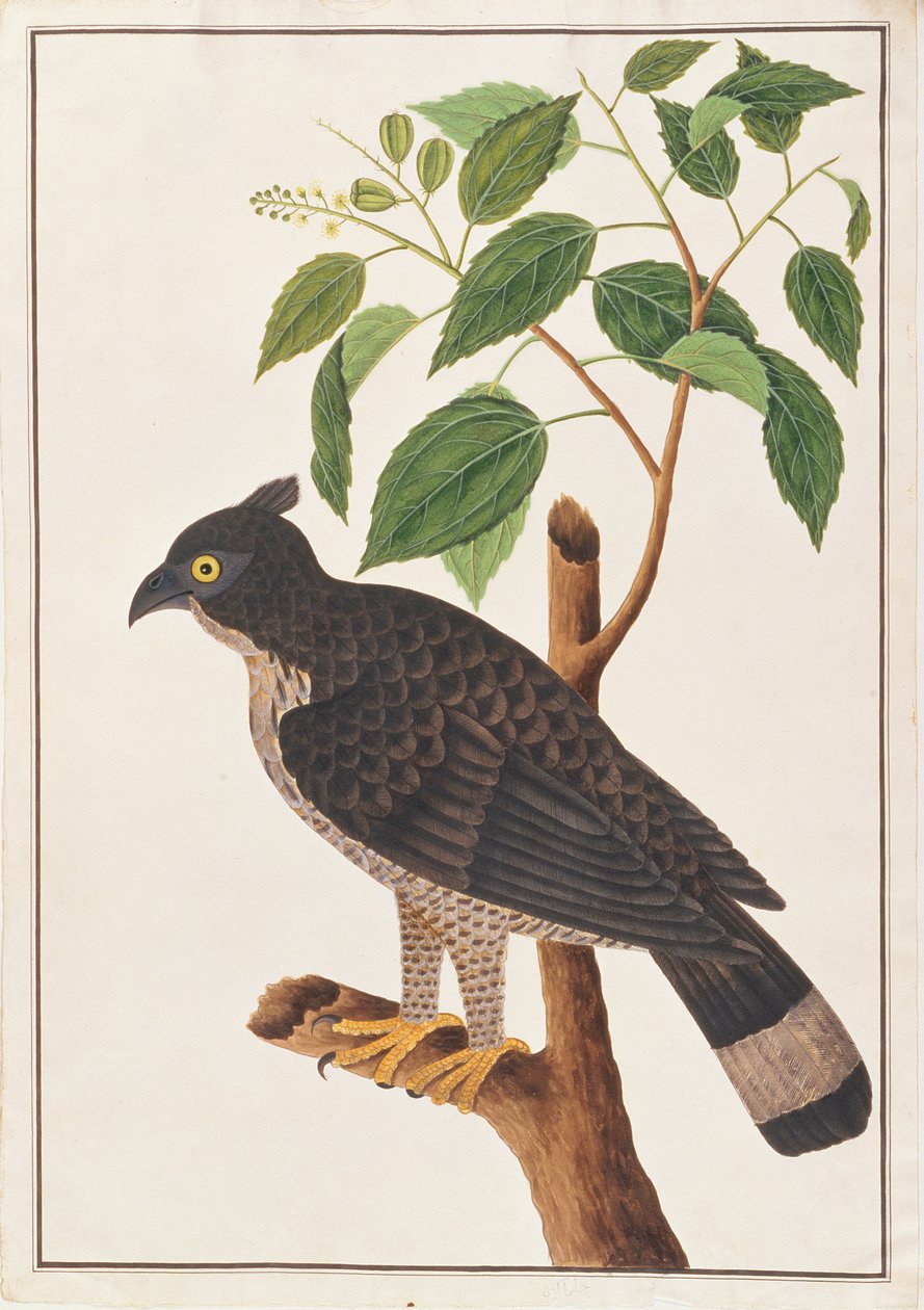 Blyths Hawk Eagle, Malacca
