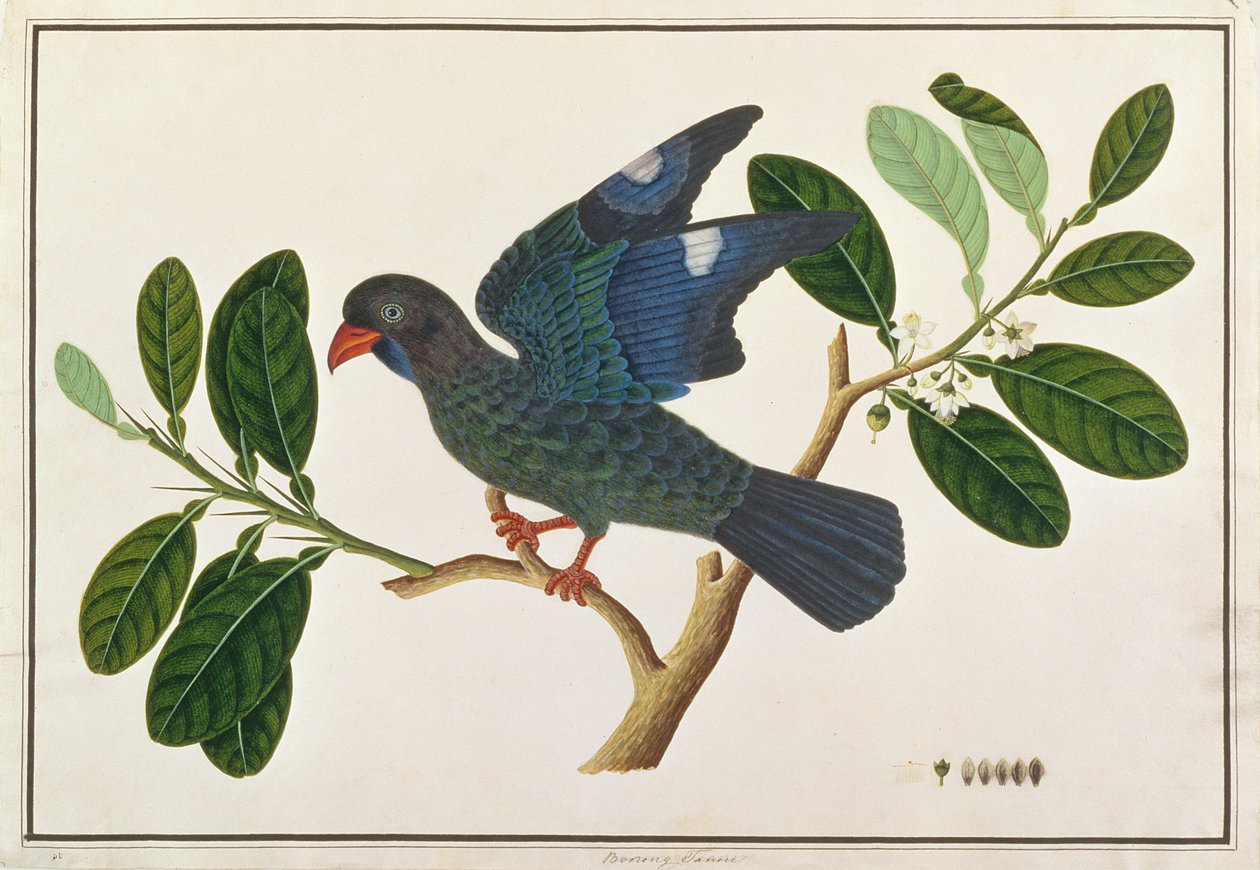 Dollarbird, Malacca