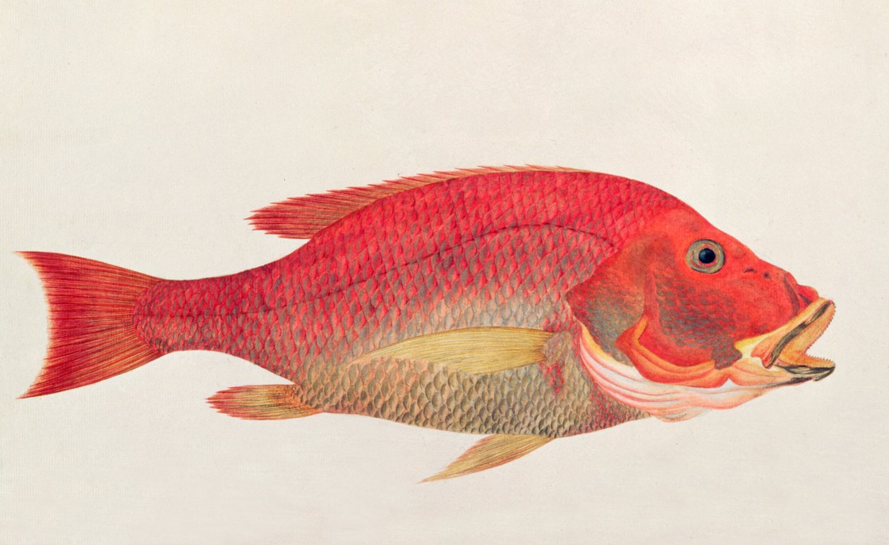 Ikan Bambangan, Malacca