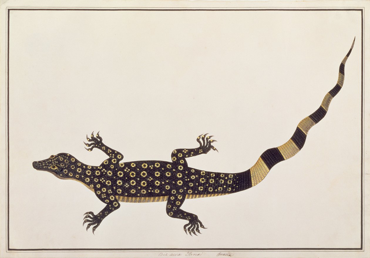 Guana, Bie awa Tana, Malacca