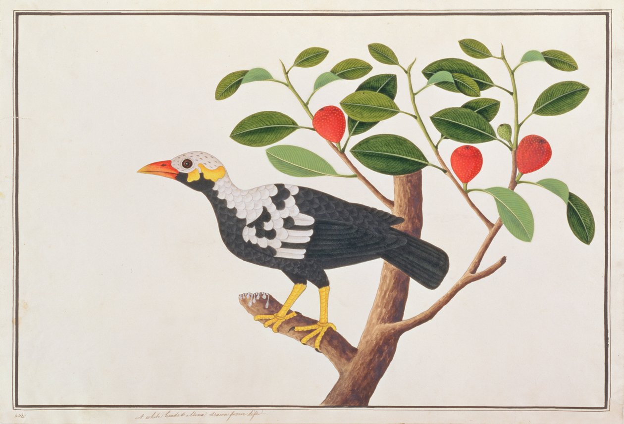 Hill Myna, Malacca