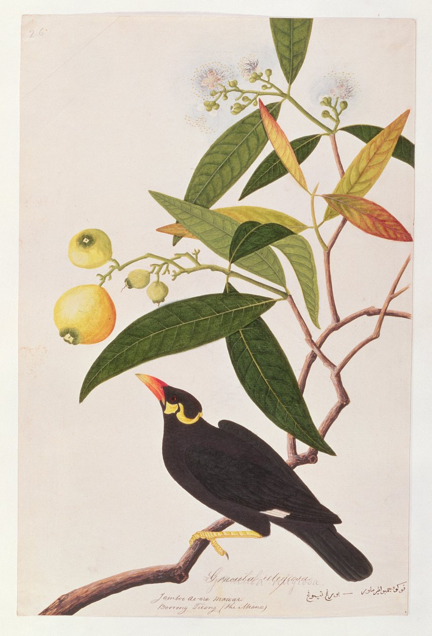 Hill Myna, Malacca