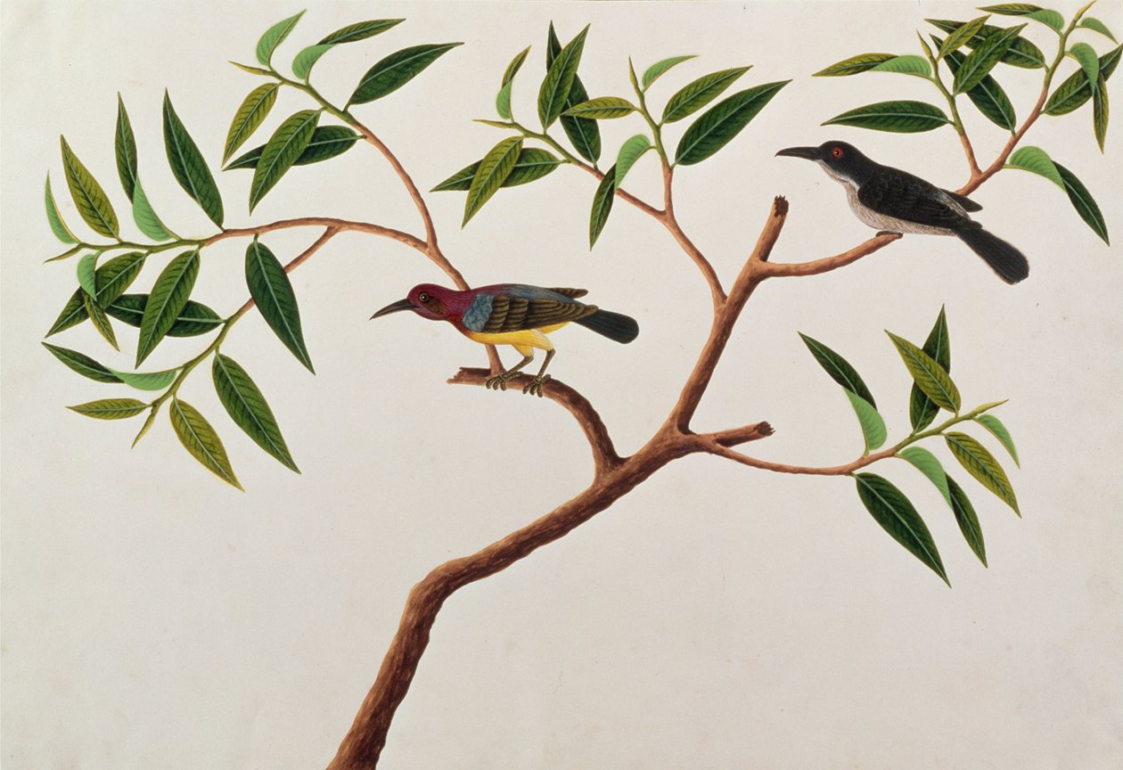 Humming Bird, Boorong cherichap, Malacca