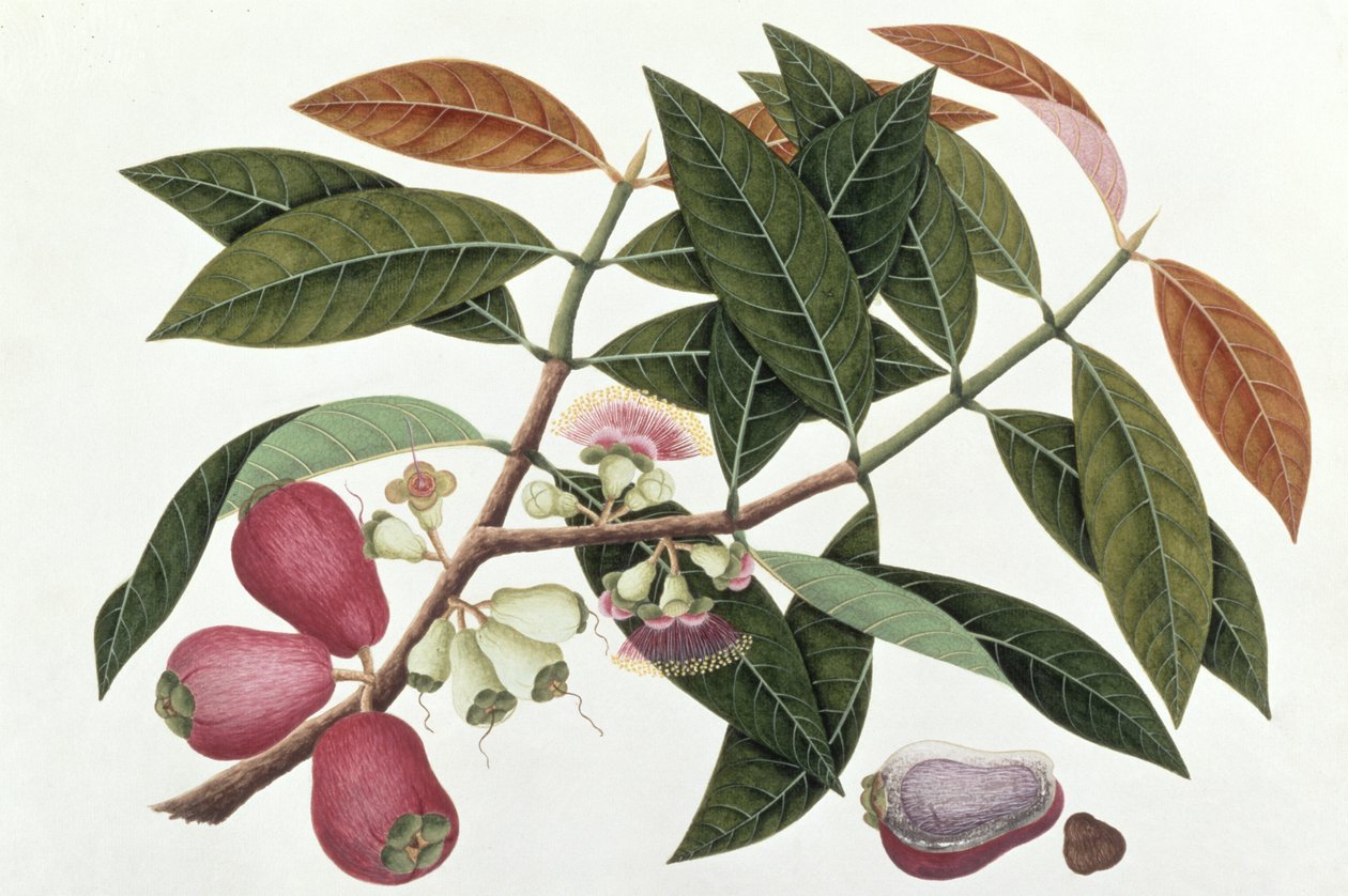 Jamboo Telore mera veya Eugenia Malacceusis, Malacca