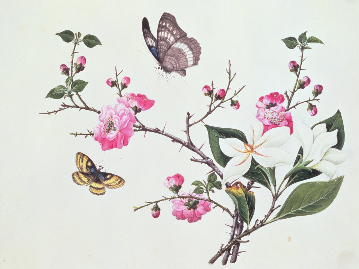 Japonica, Manolya ve Kelebekler by Chinese School