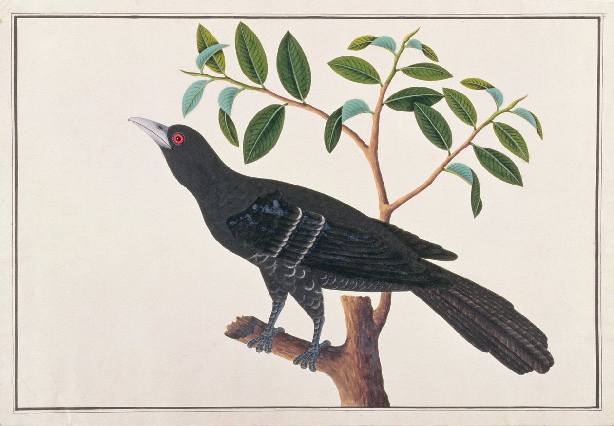 Koel, Malacca
