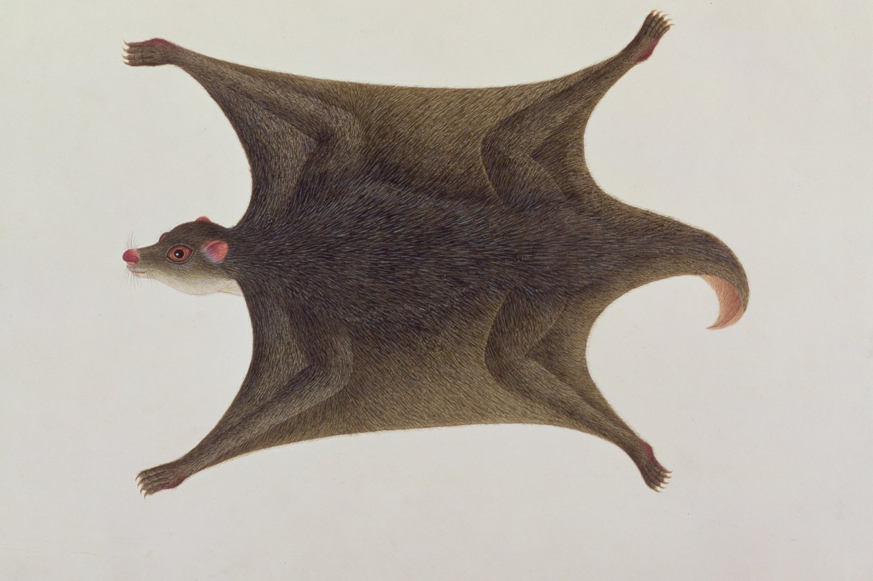 Koolong (Malay) Lemur, Macanee, Malacca Hayvan, Böcek ve Sürüngen Çizimlerinden, c.1805-18 (kağıt üzerinde wc ve guaj) by Chinese School