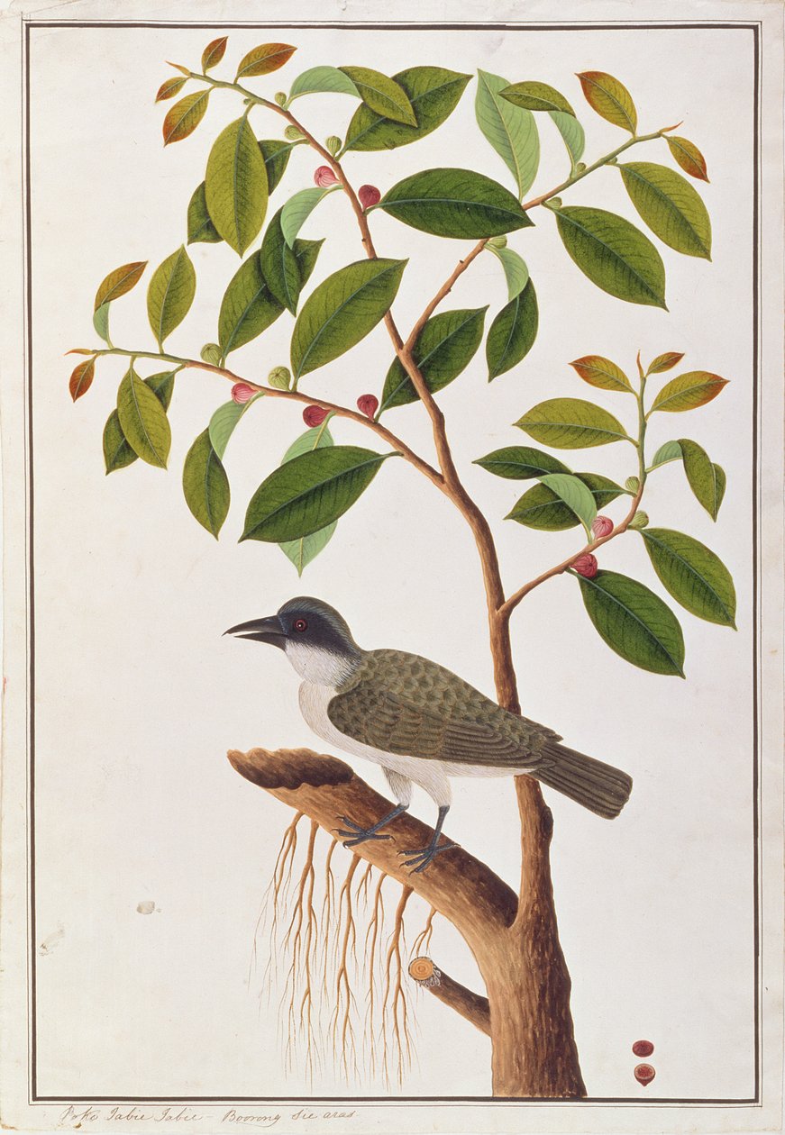 Büyük Woodshrike, Malacca