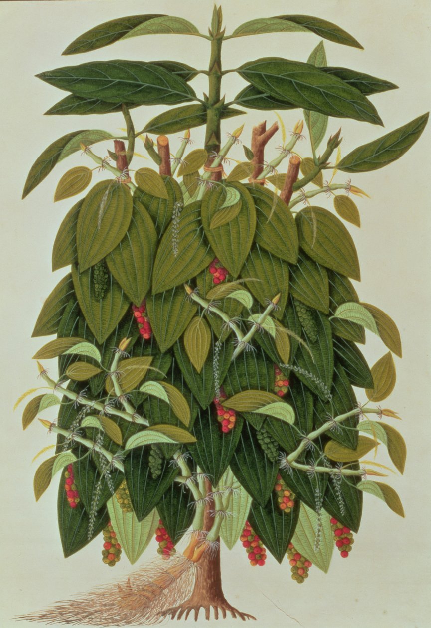 Malacca Bitkileri Çizimlerinden Lav Etam veya Karabiber, c.1805-18 (kağıt üzerinde wc) by Chinese School