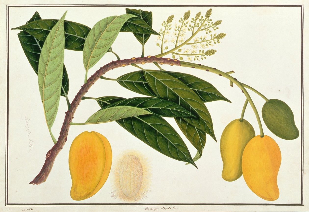 Mango Bodol, Malacca