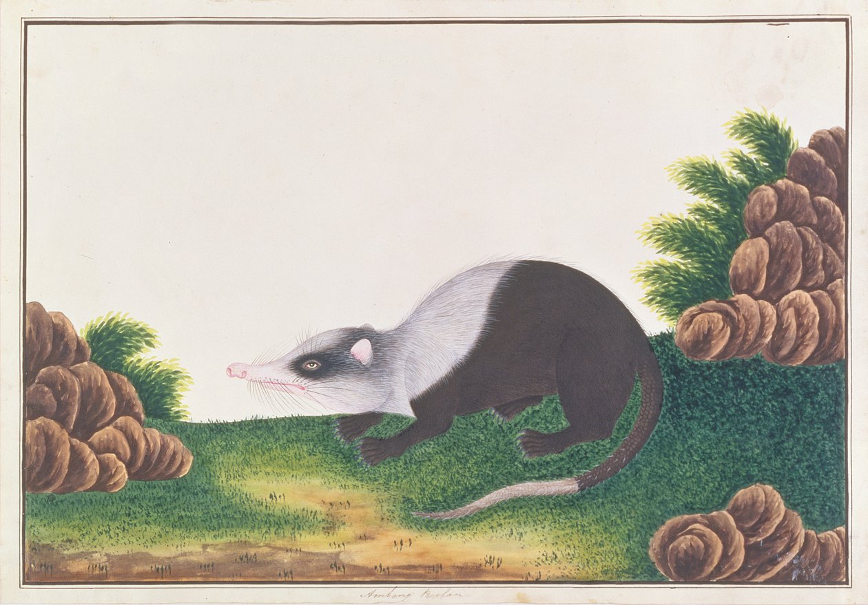Moonrat, Malacca