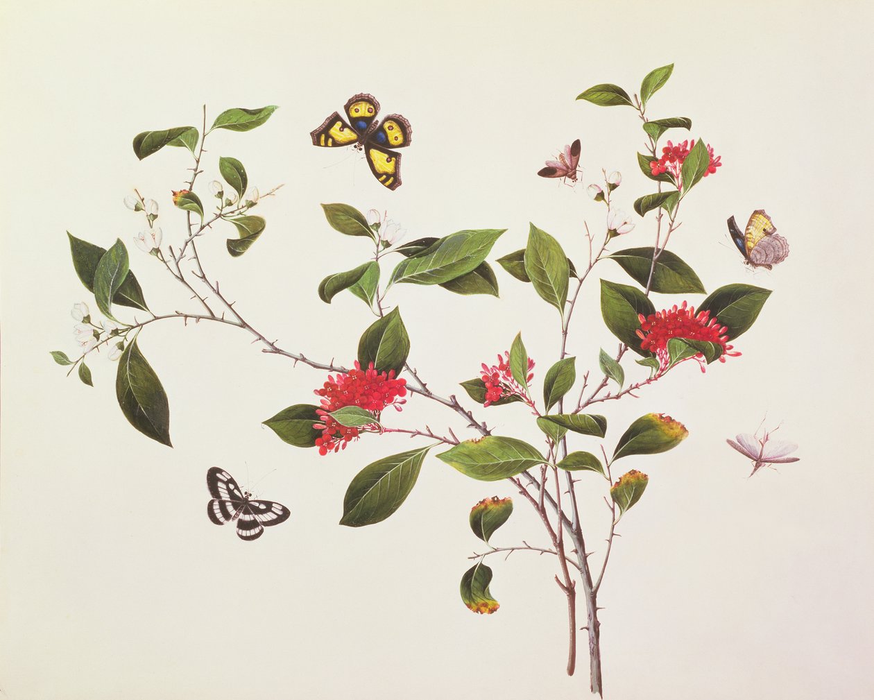 Kelebekler ve Böcekler ile Bitki Çalışması, c.1800 by Chinese School