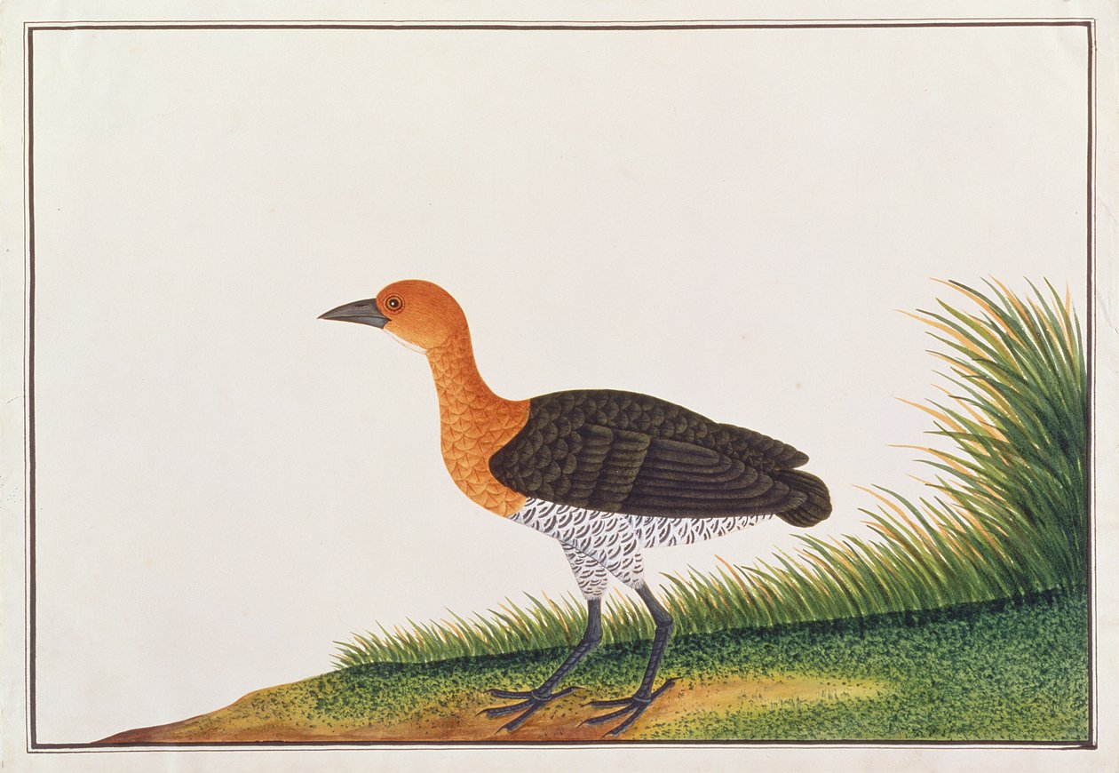 Arduvazlı Crake, Malacca