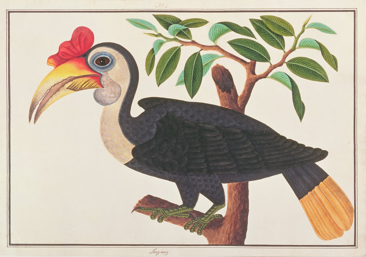 Buruşuk Hornbill, Malacca