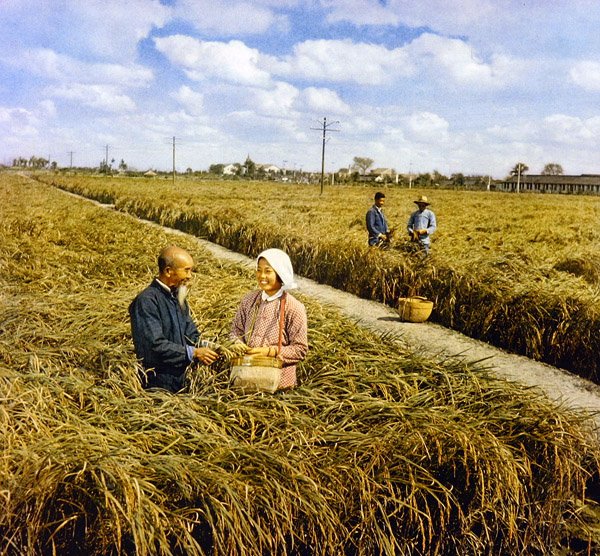 Tam bir hasat sevinci, Komünist Çin by Chinese Photographer