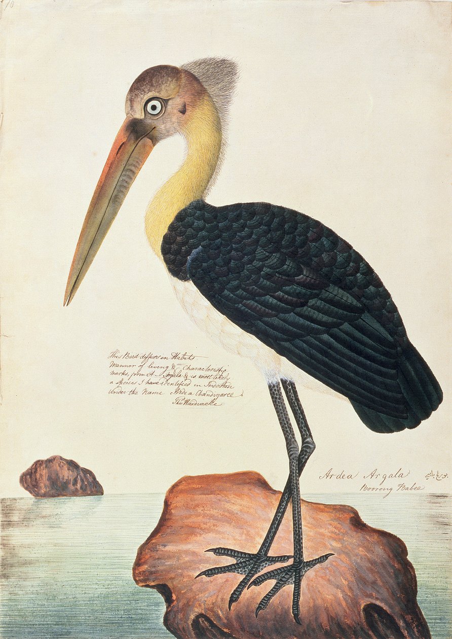 Ardea Argala, Malacca