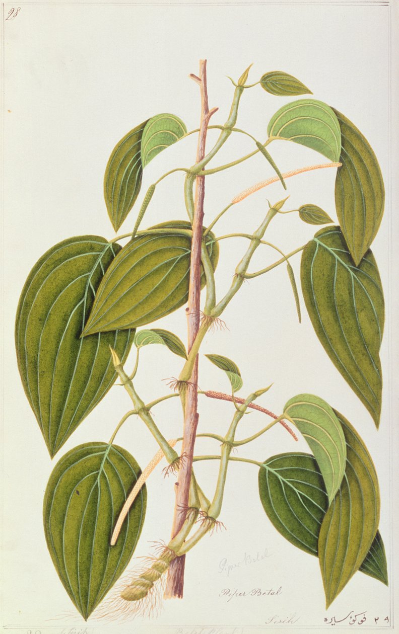 Betel Yaprağı, Malacca Şifalı Bitkilerinin Elli Beş Çiziminden, Cilt 1, c.1805-18 (kağıt üzerinde wc) by Chinese School