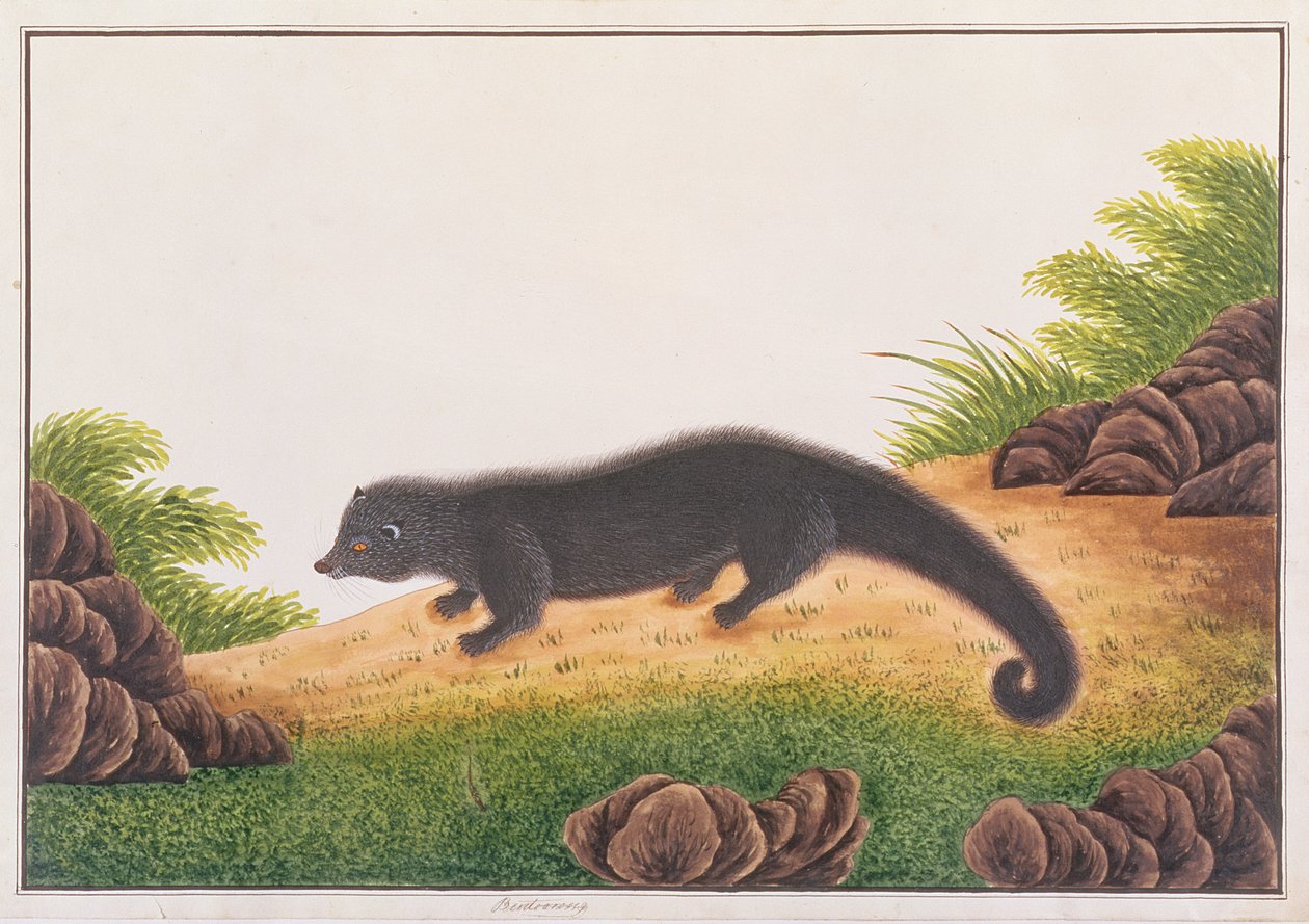 Binturong, Malacca