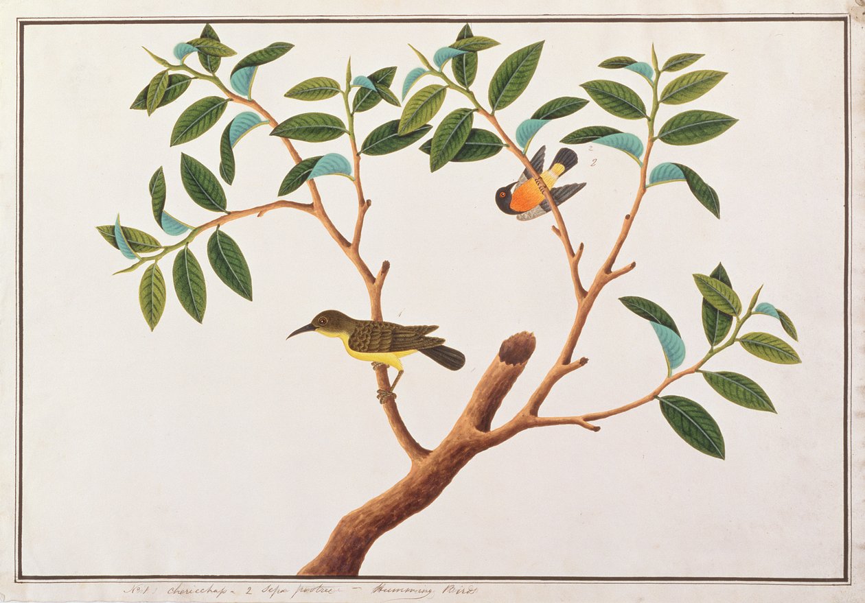 Kahverengi boğazlı Sunbird ve Yakut yanaklı Sunbird, Malacca