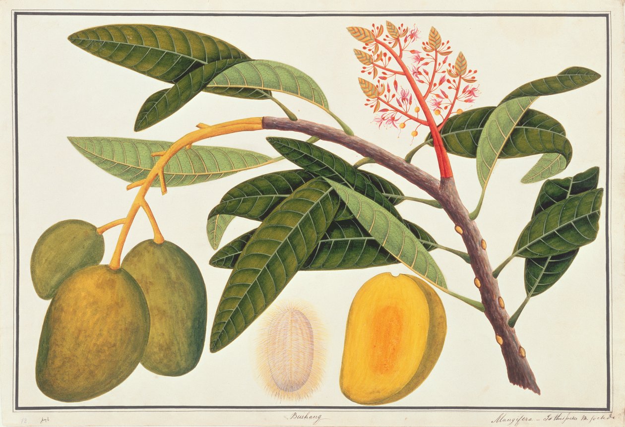 Buihang Mangifera, Malacca