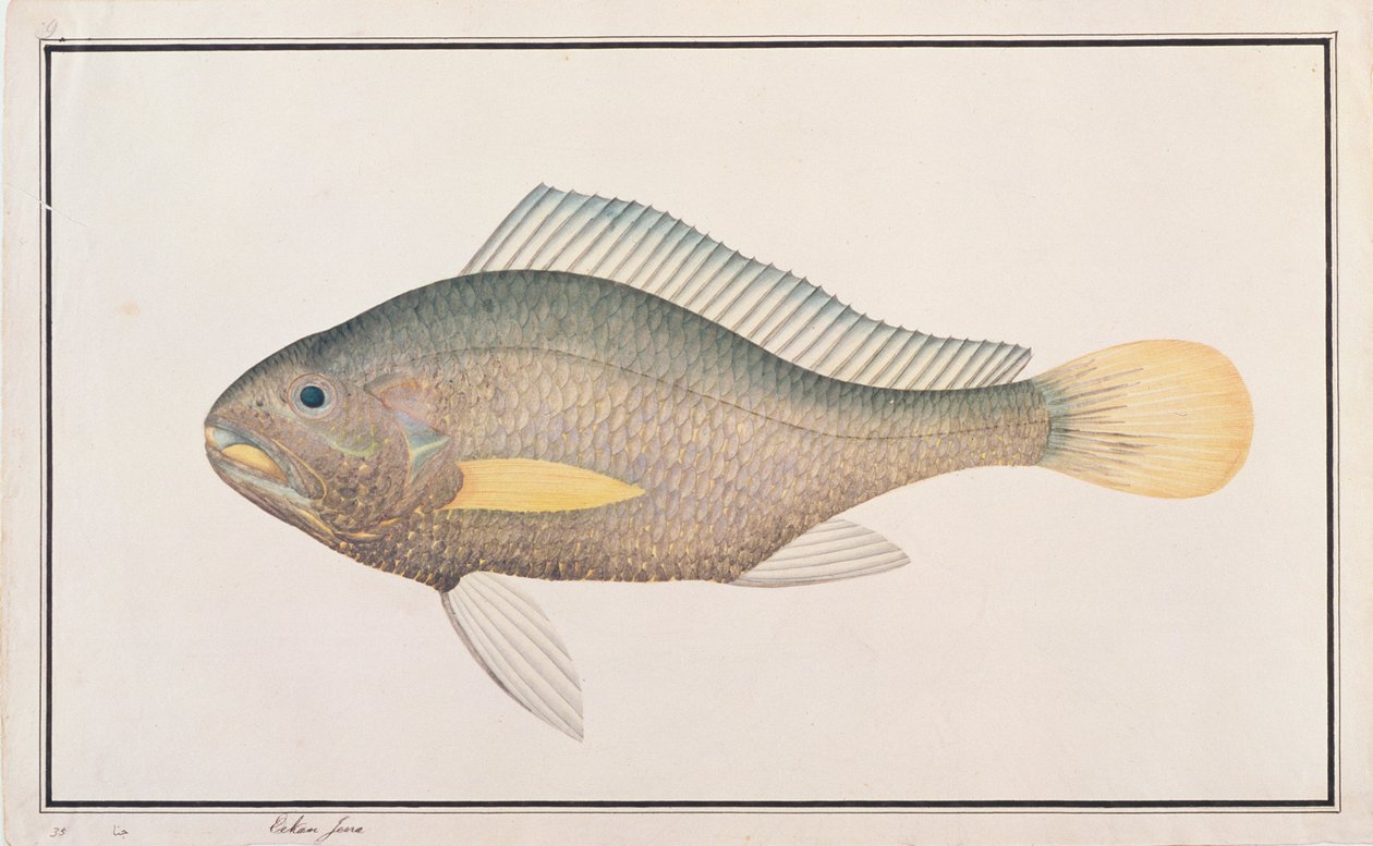 Croaker, Malacca