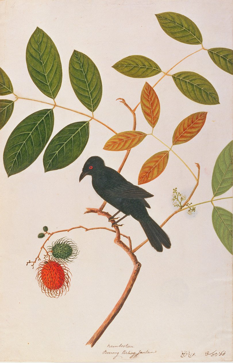 Karga gagalı Drongo, Malacca