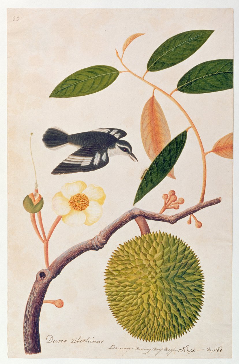 Durie zibethinus, Dorrian veya Boorong Pirinç Pirinç, Malacca