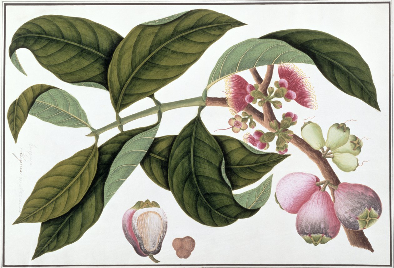 Eugenia veya Jamboo Teloie poote, Malacca