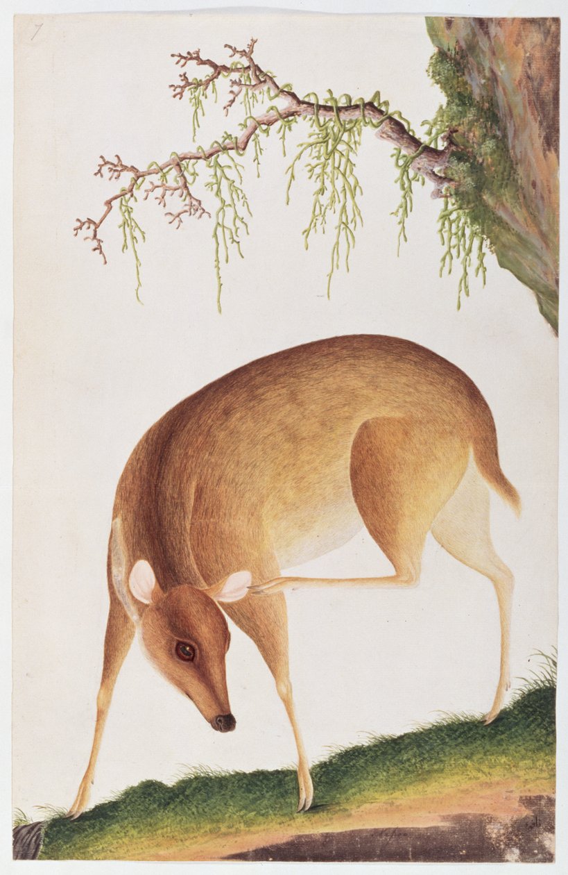 Fawn, Malacca