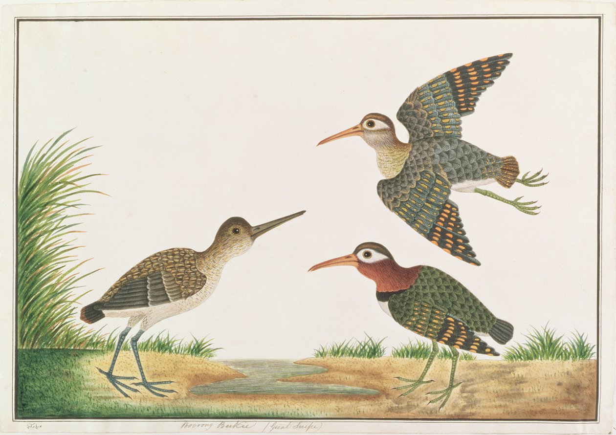 Greater Painted-snipe, Malacca